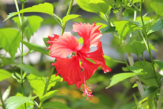 熱帯植物館 茨城県植物園