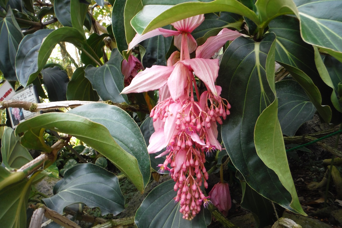 メディニラ・マグニフィカ