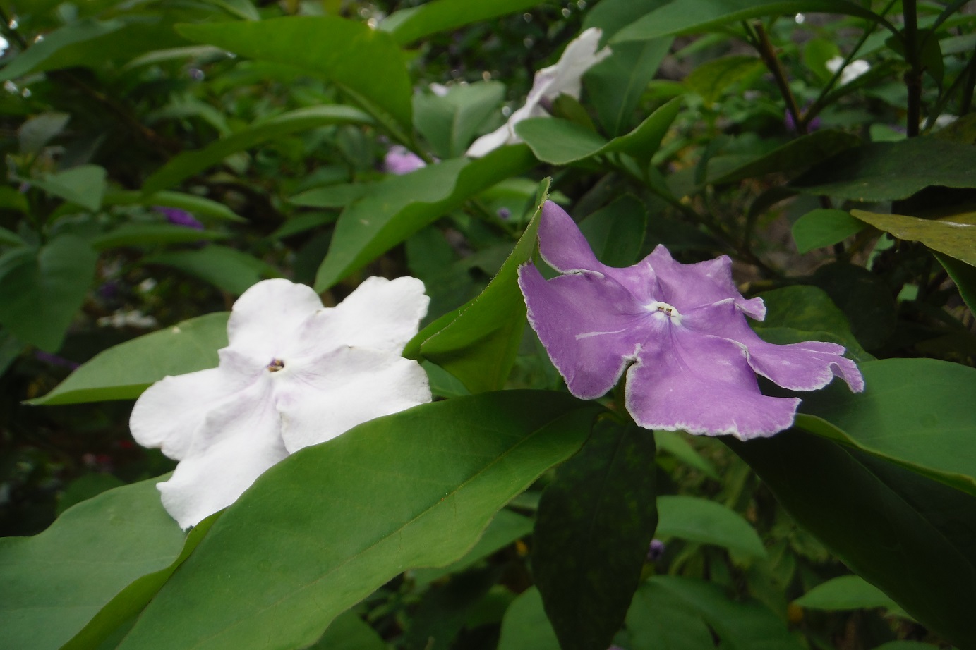 ニオイバンマツリ