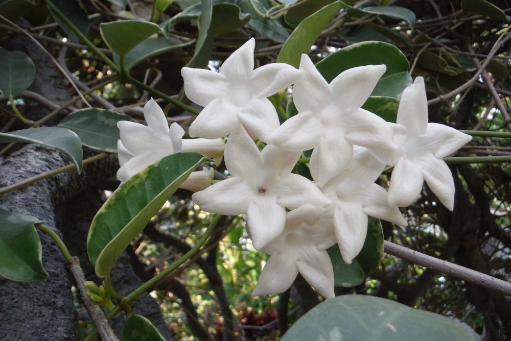 マダガスカルジャスミン