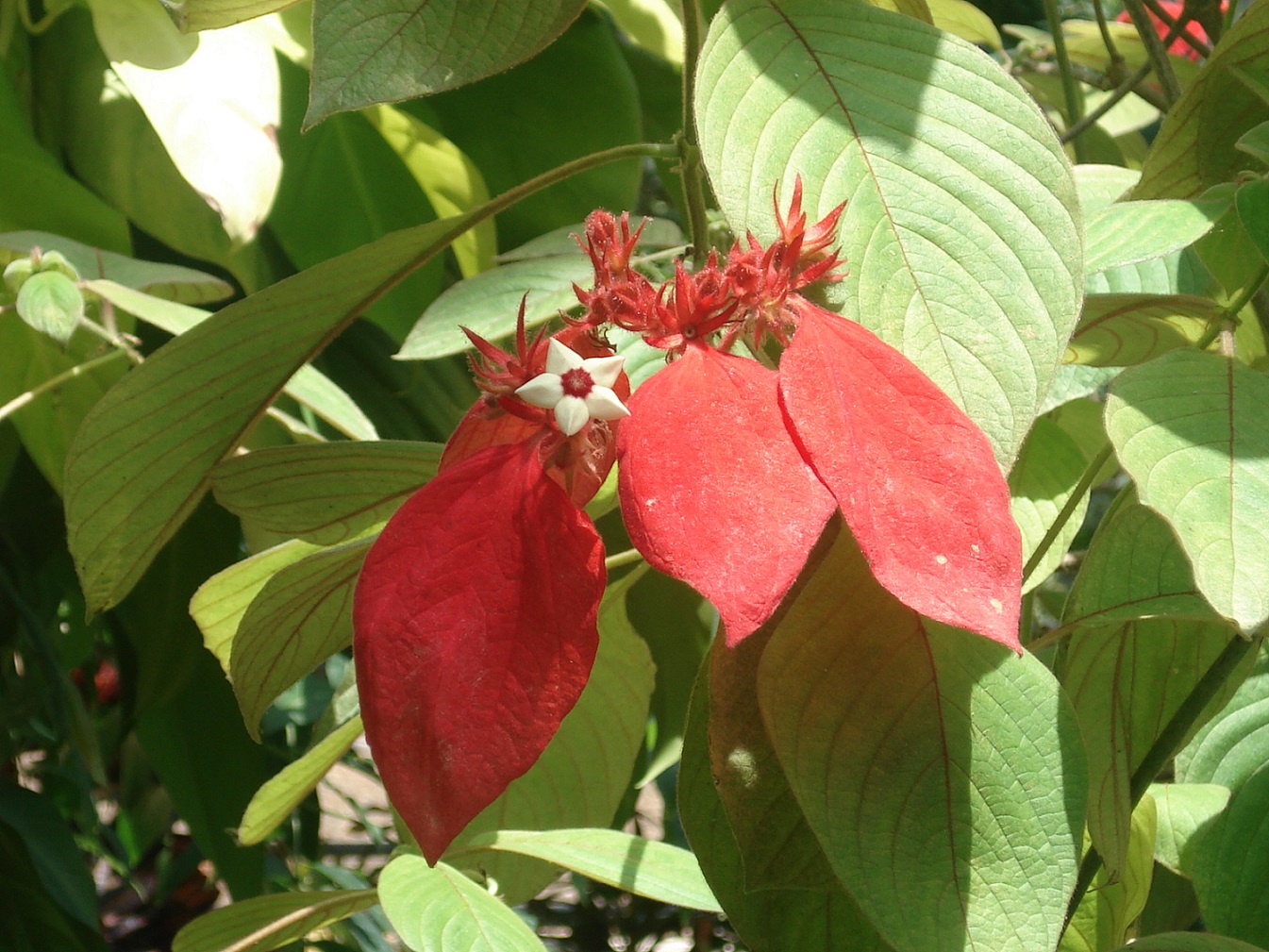 ヒゴロモコンロンカ