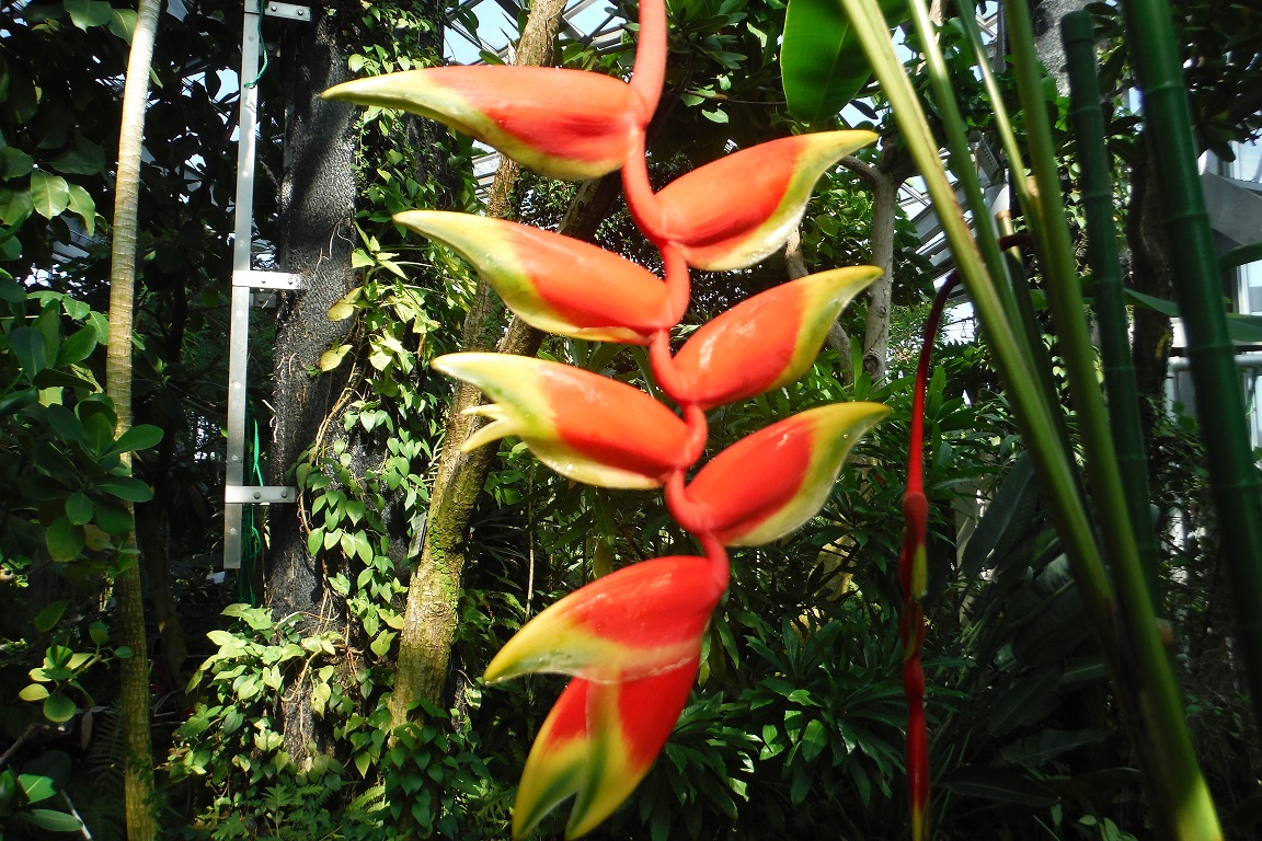 ヘリコニア・ロストラタ