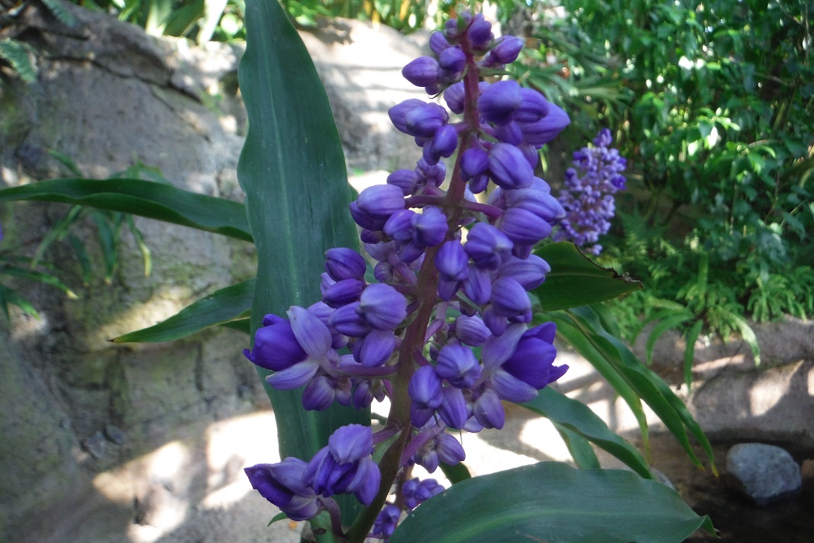 ディコリサンドラ・シルシフロラ