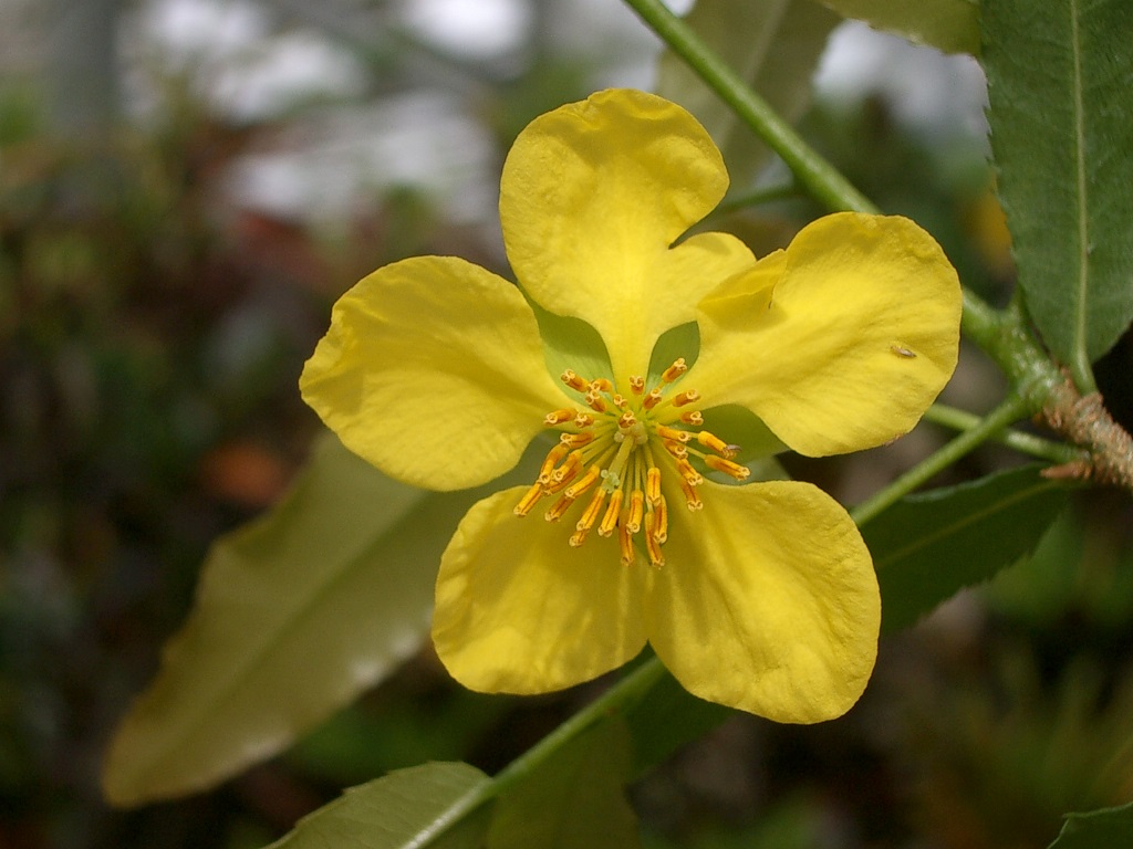 オクナキルキー