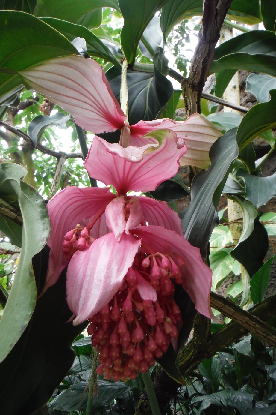 メディニア・マグニフィカ