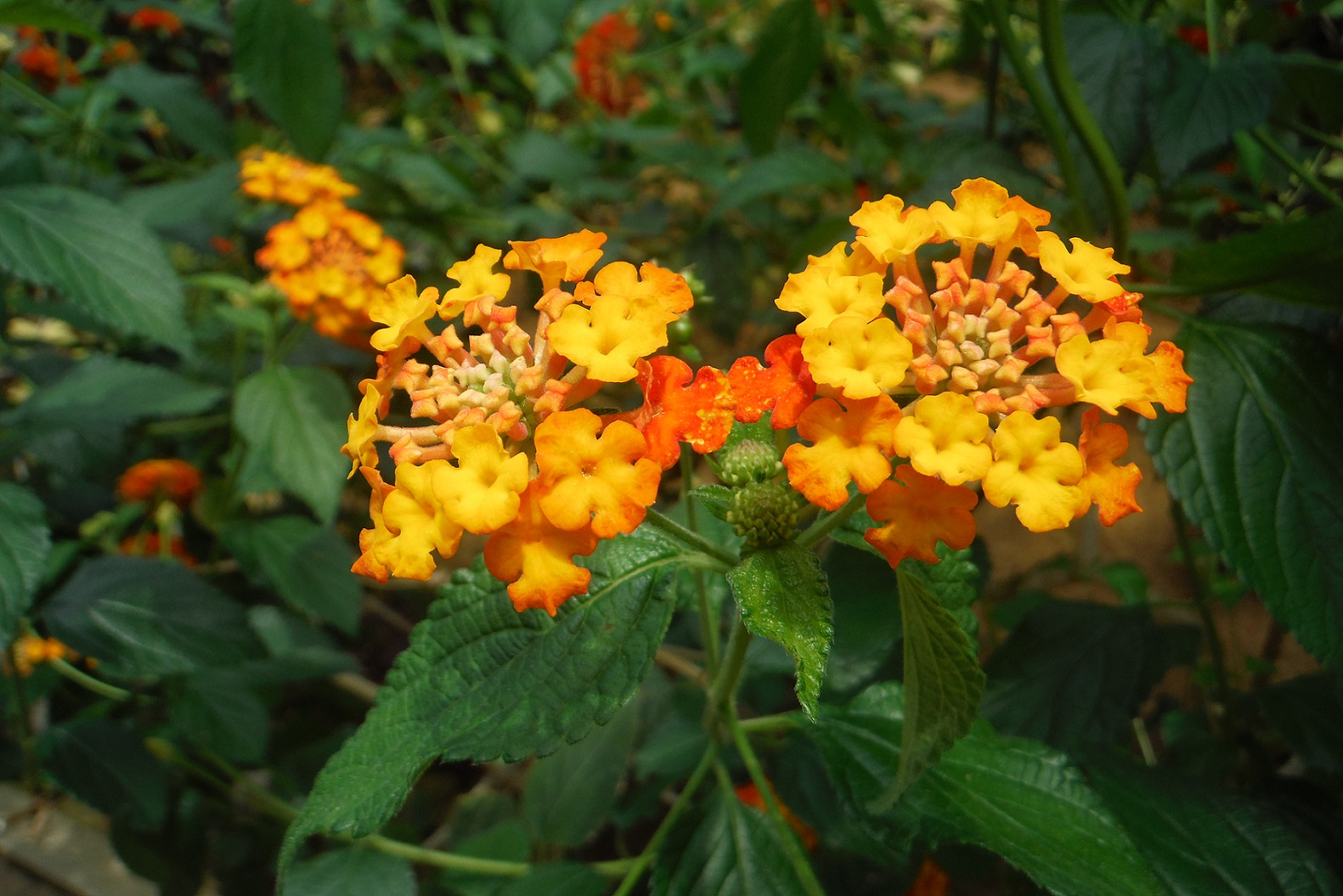 ランタナ・カマラ（七変化）