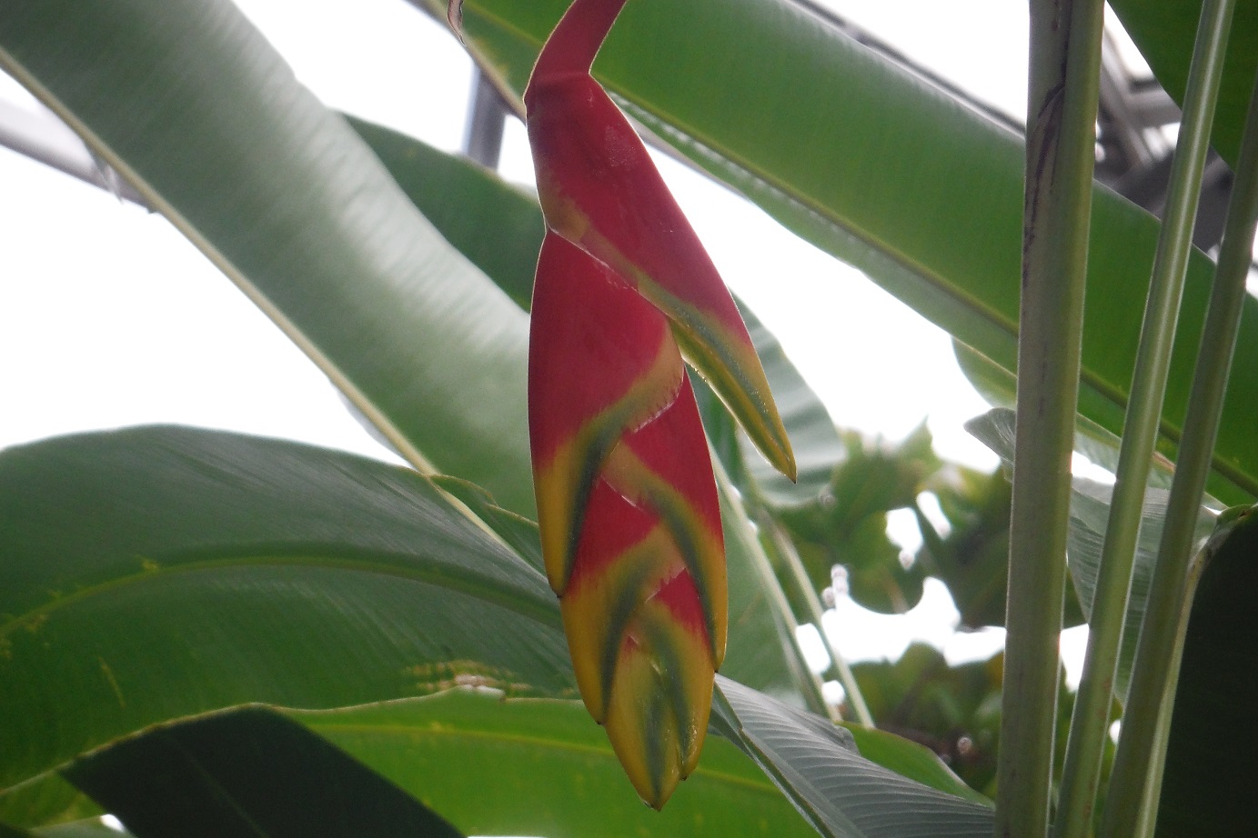 ヘリコニア・ロストラタ