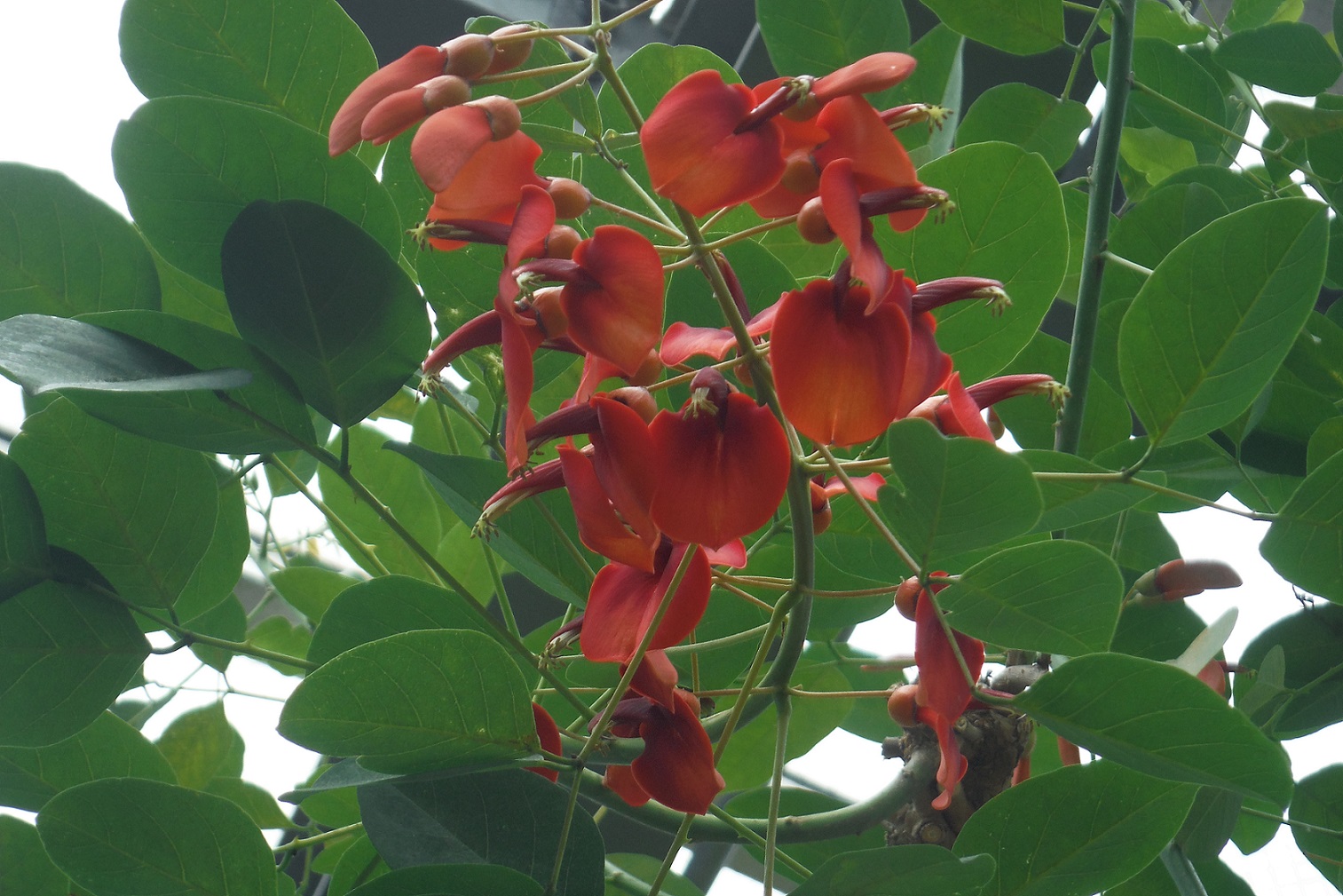 アメリカデイゴ