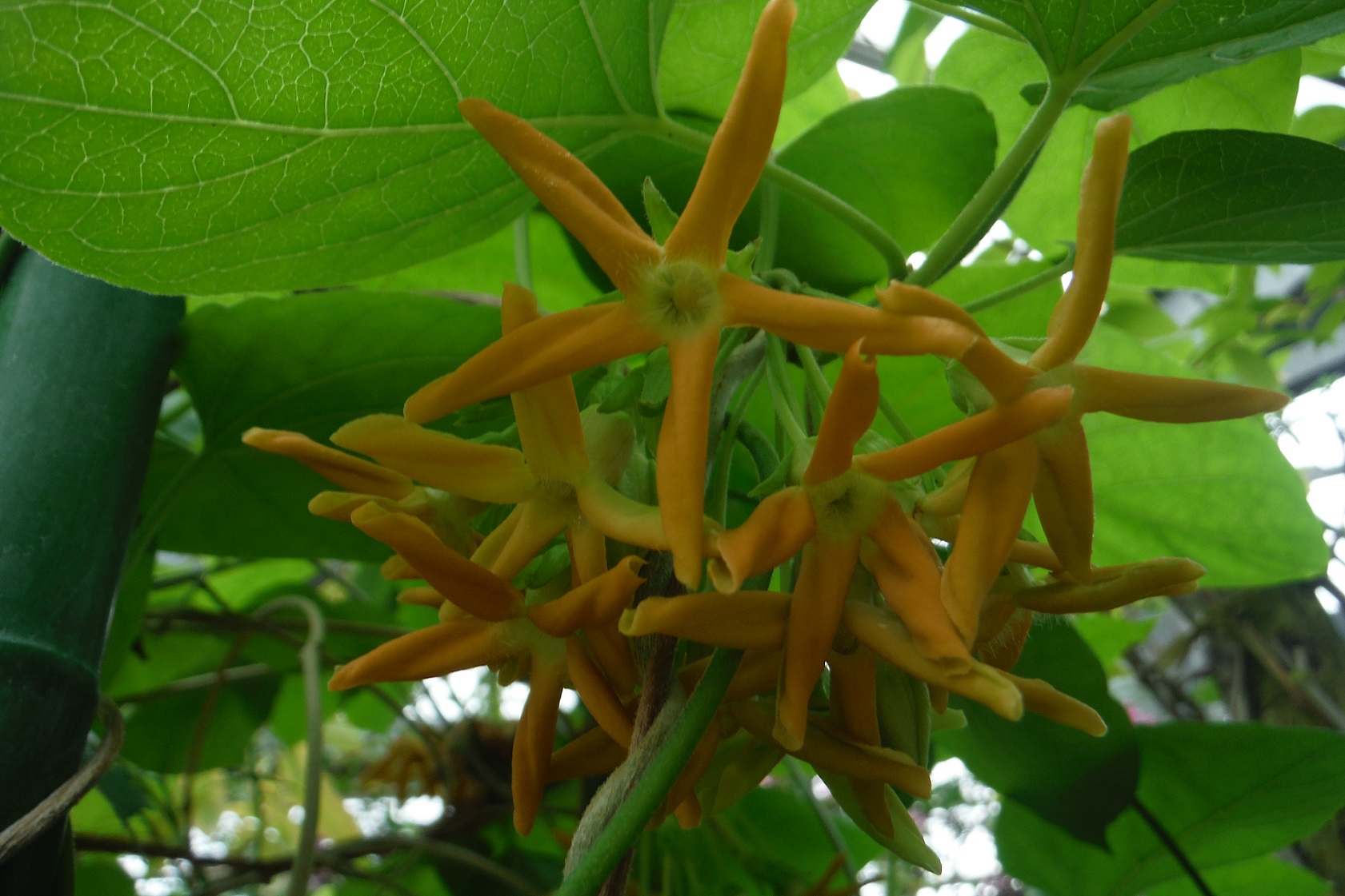 イエライシャン