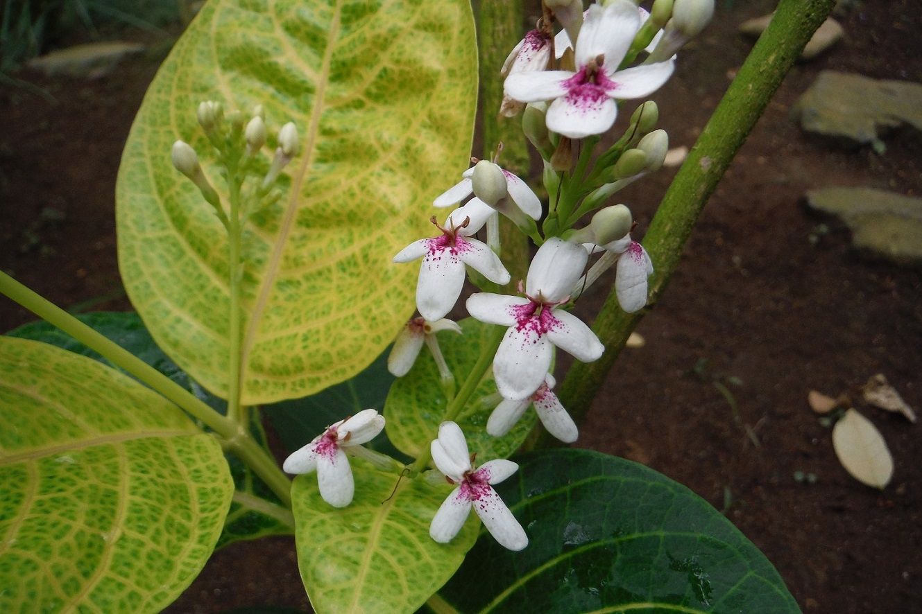 プシュードランセマム・レティクラツム・オヴァリフォリウム