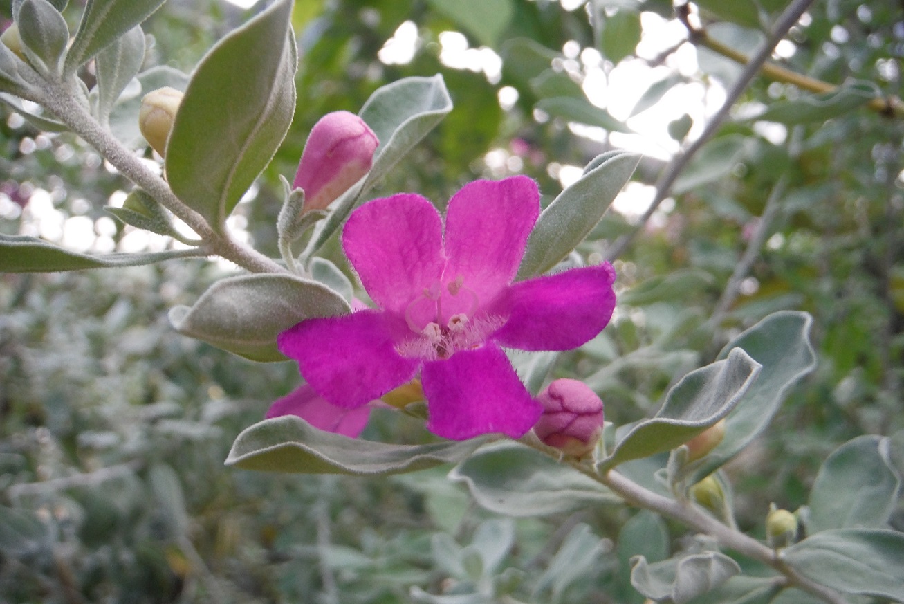 レウコフィルム・フルテッセンス