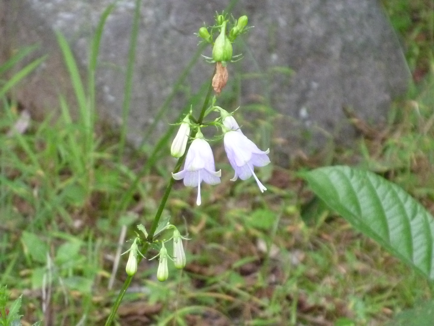 ツリガネニンジン