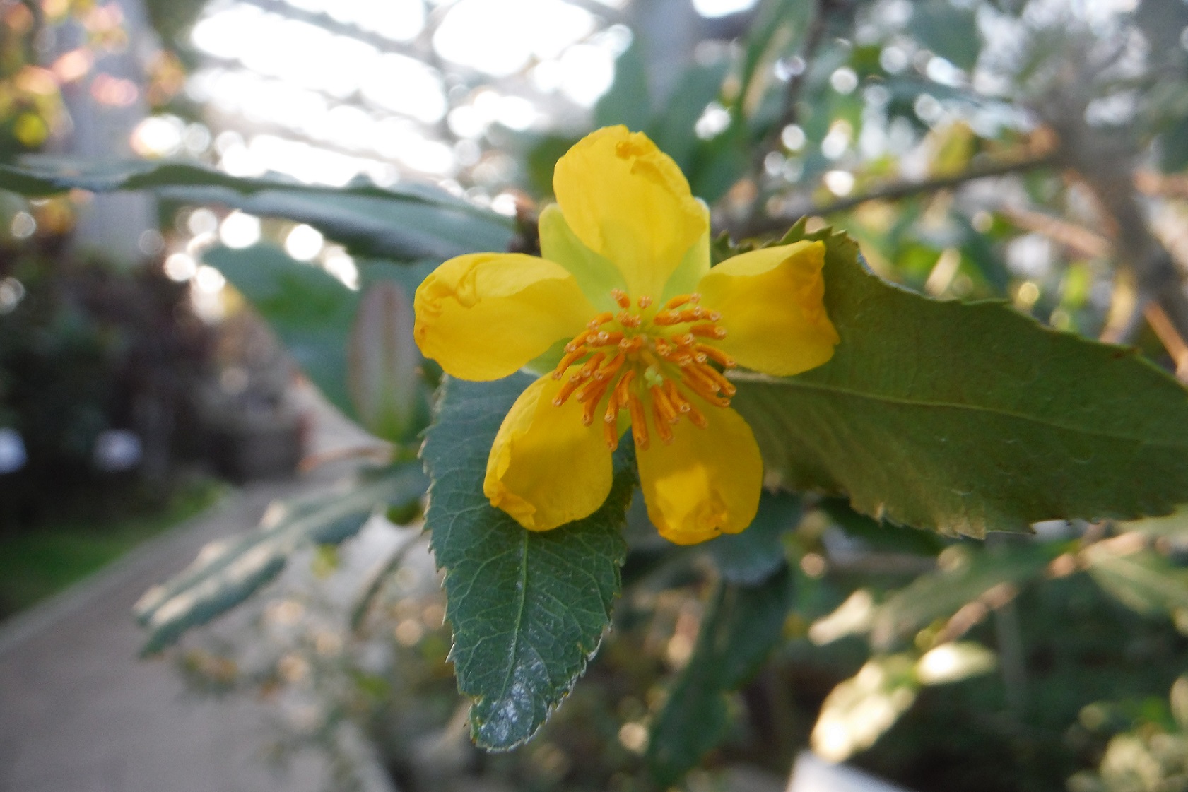 オクナキルキー