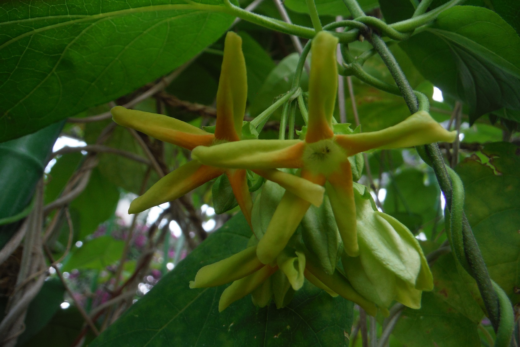 イエライシャン