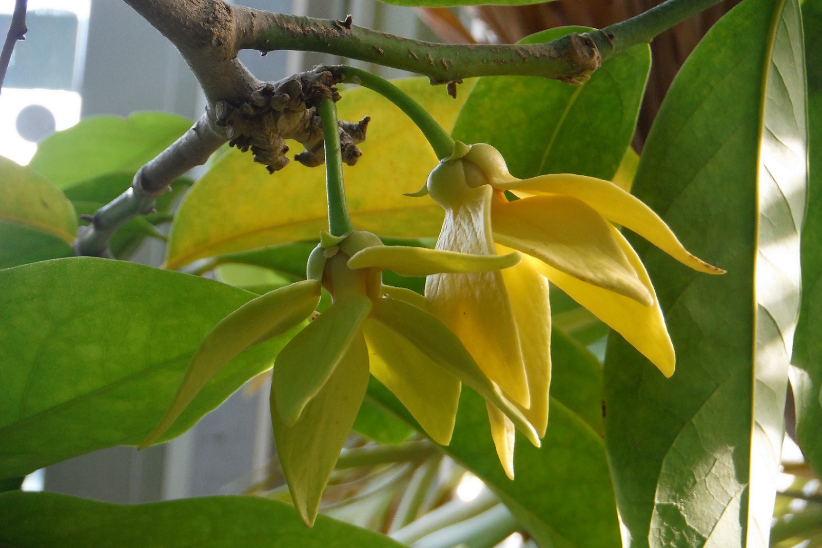 イランイランノキ