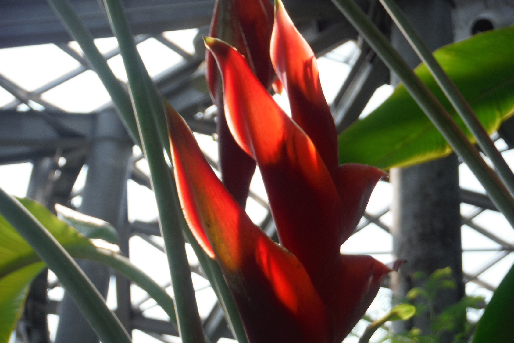 ヘリコニア・カリバエア