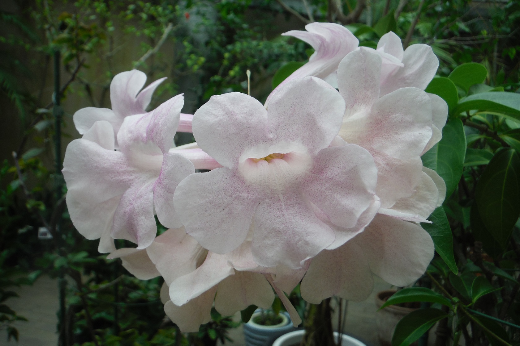 ニンニクカズラ