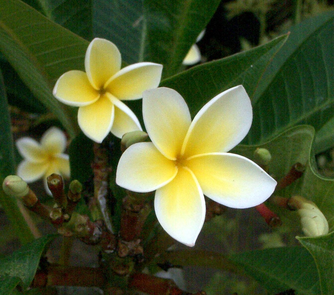 プルメリア・ルブラ（インドソケイ）