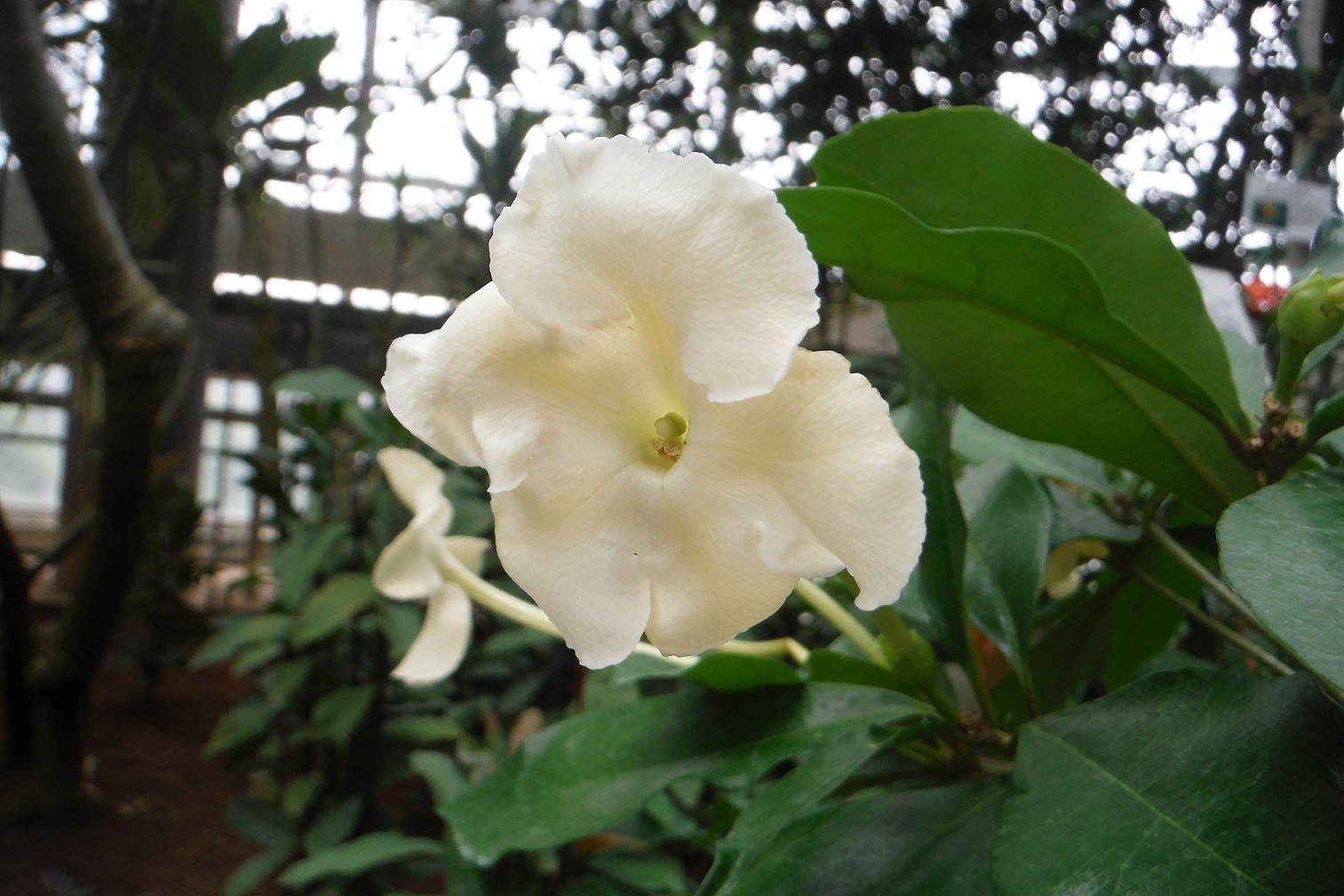 ブルンフェルシア