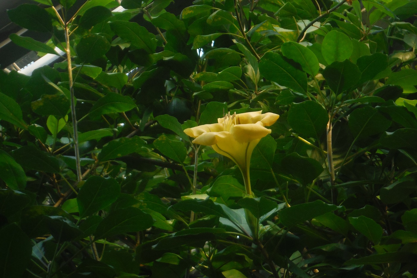 ウコンラッパバナ