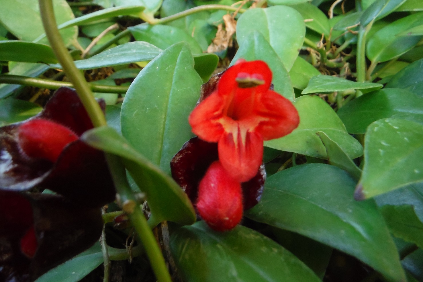 エスキナンサス