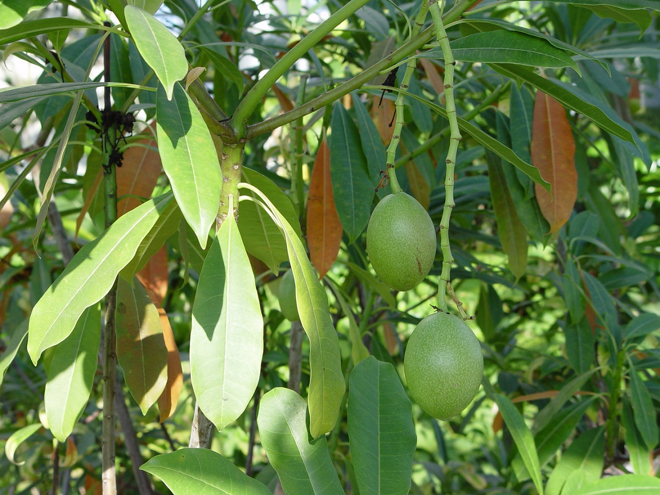 オキナワキョウチクトウ