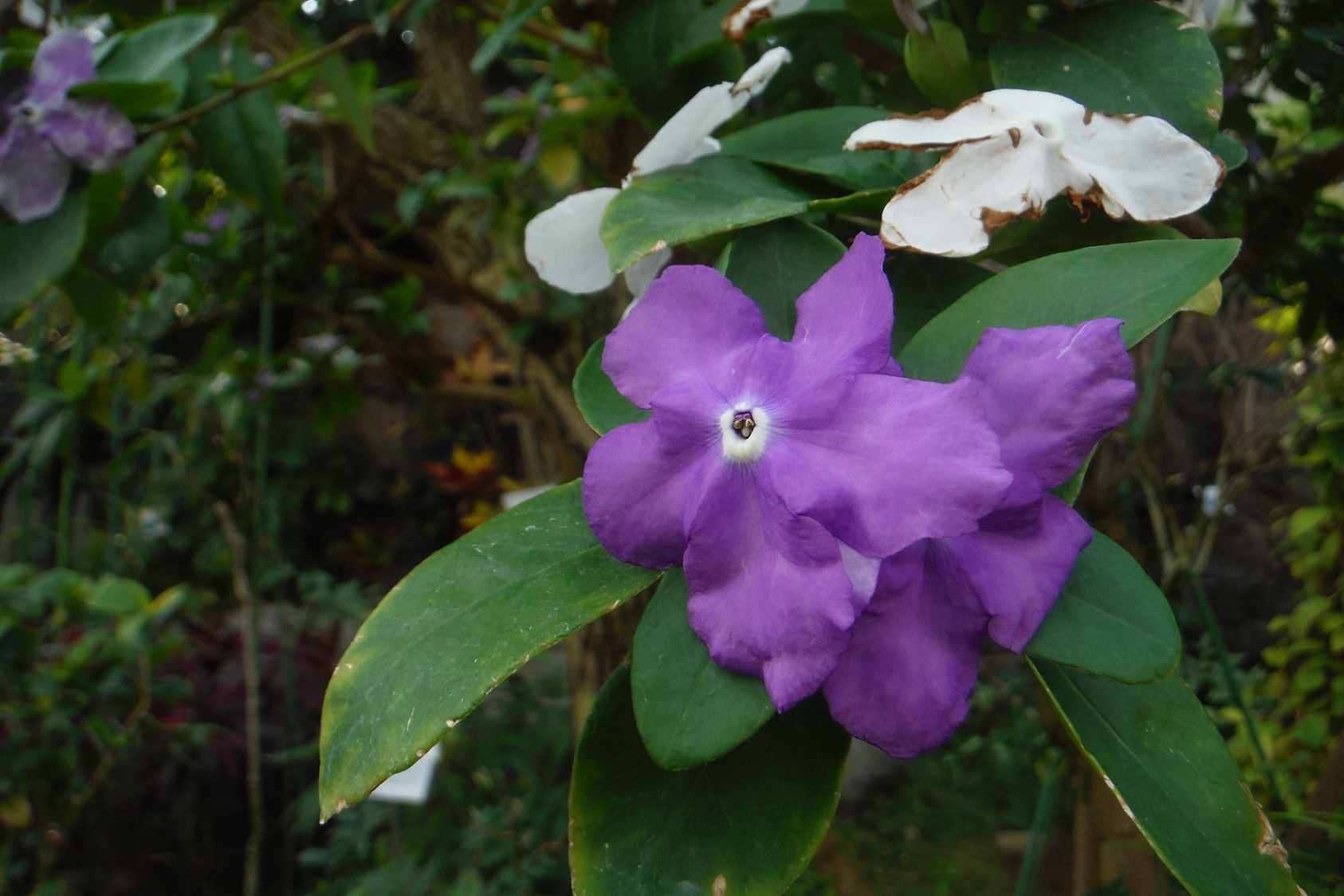 ニオイバンマツリ