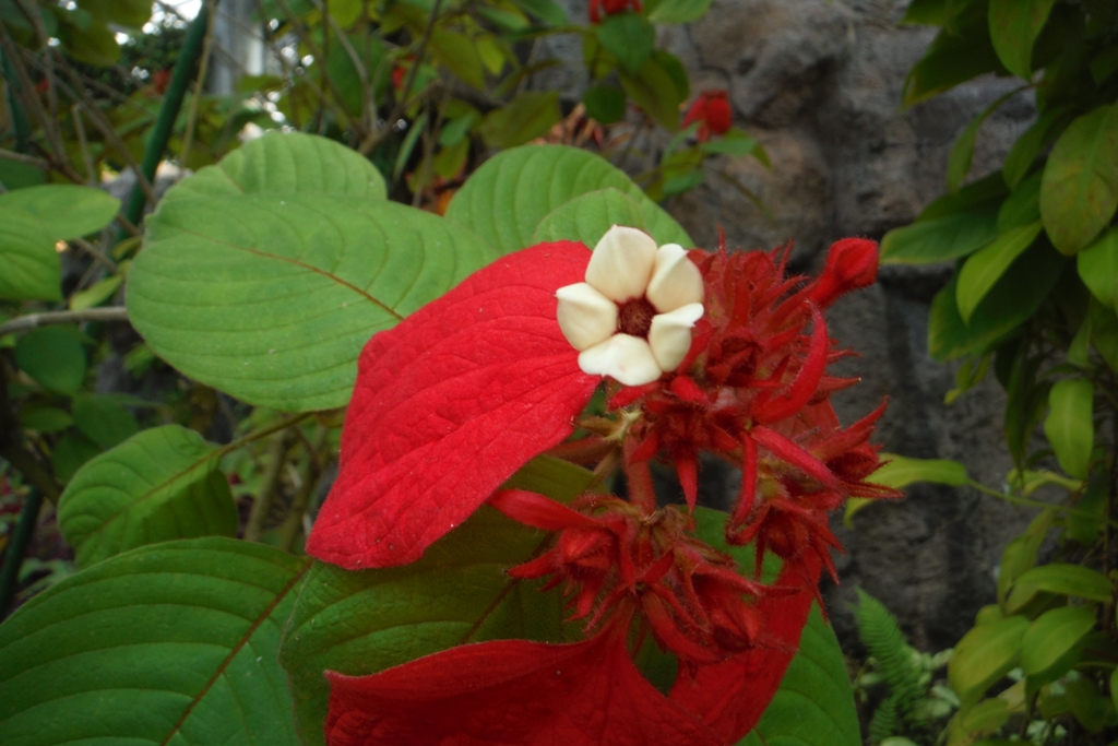 ヒゴロモコンロンカ