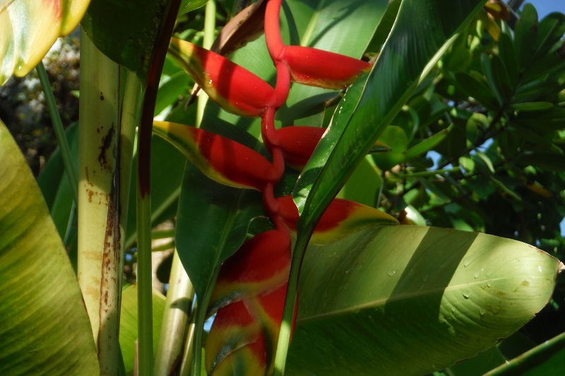 ヘリコニアロストラタ