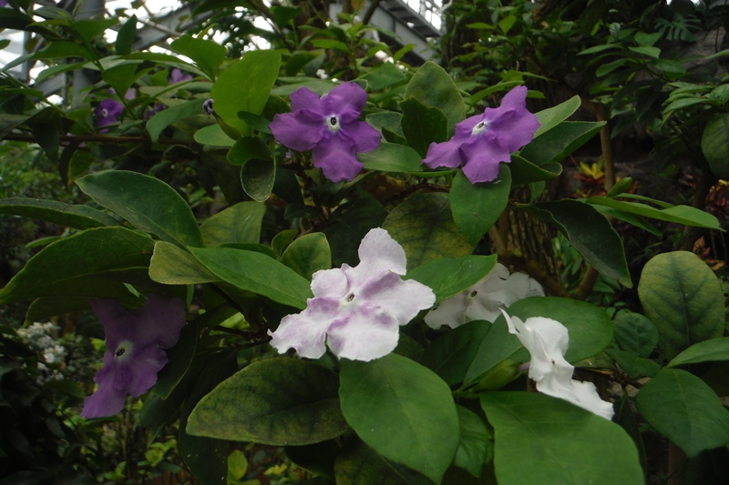 ニオイバンマツリ