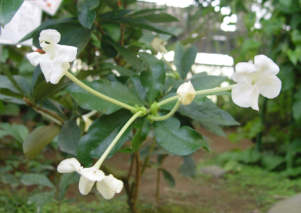 ブルンフェルシア・ニティダ