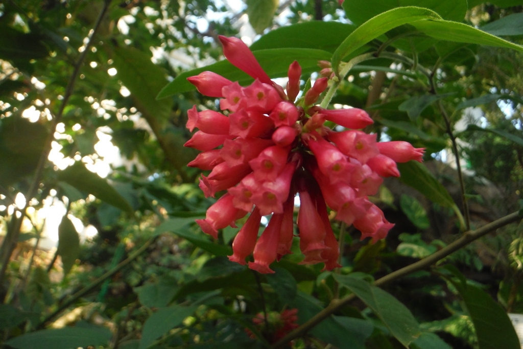 ケストルム・エレガンス