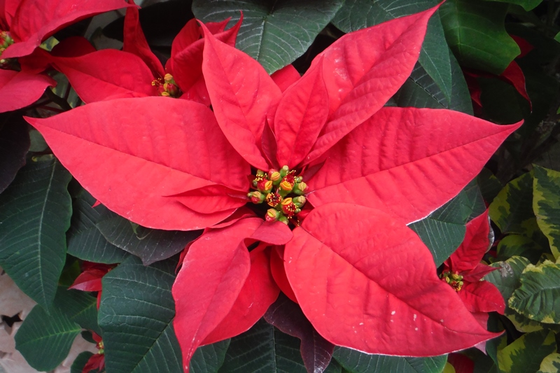 ポインセチア