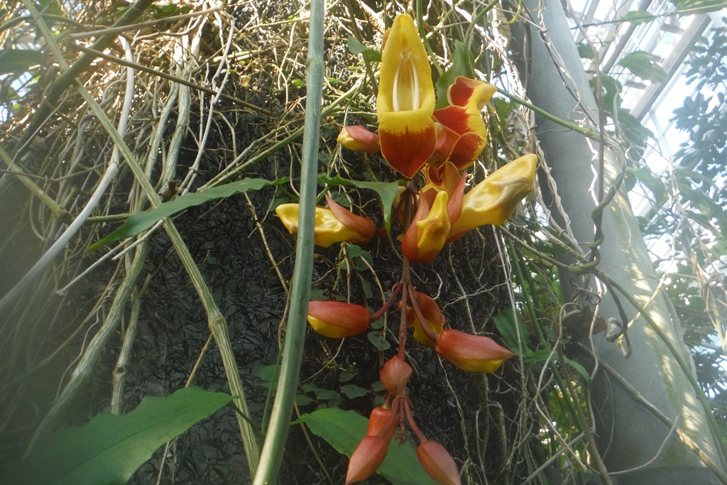 マイソルヤハズカズラ