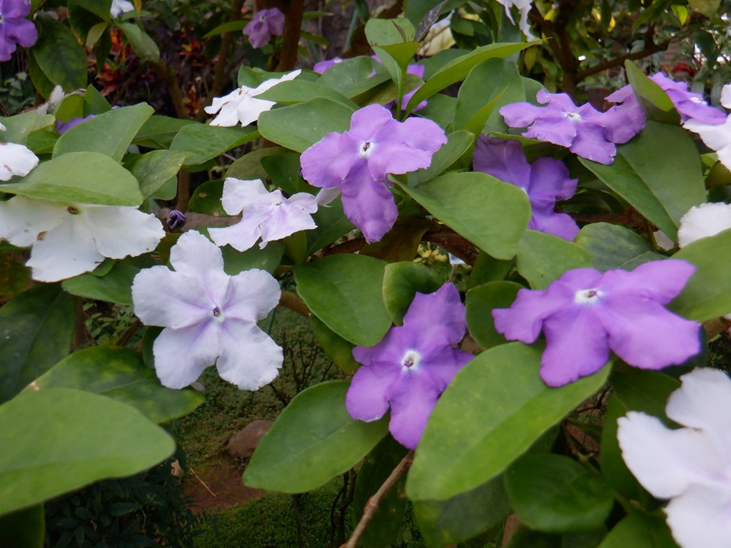 ニオイバンマツリ