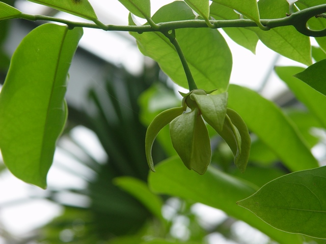 イランイランノキ