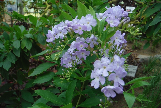 デュランタ・レペンス