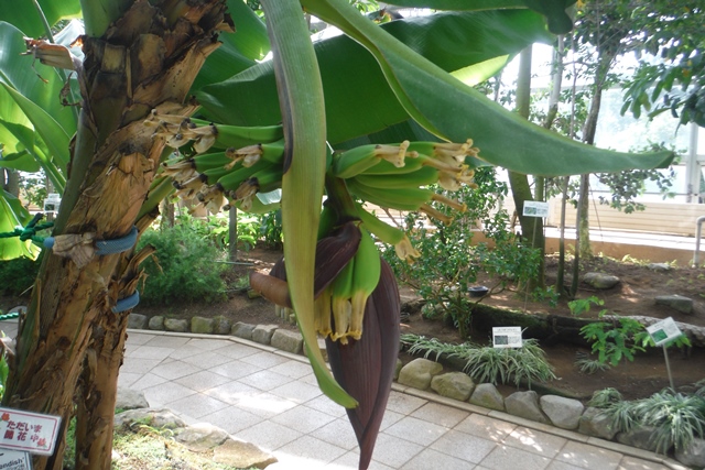 サンジャクバナナ