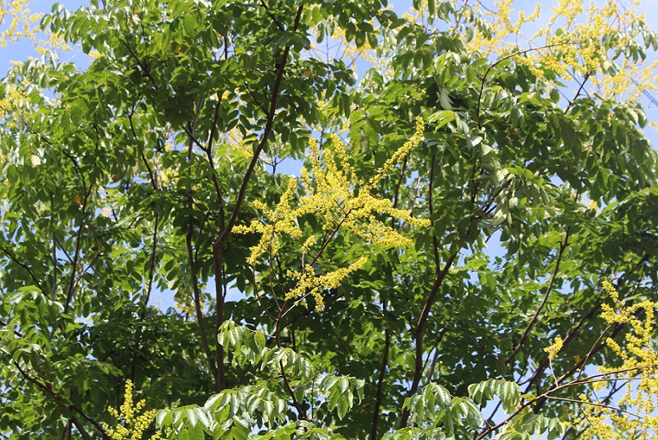 オオモクゲンジ