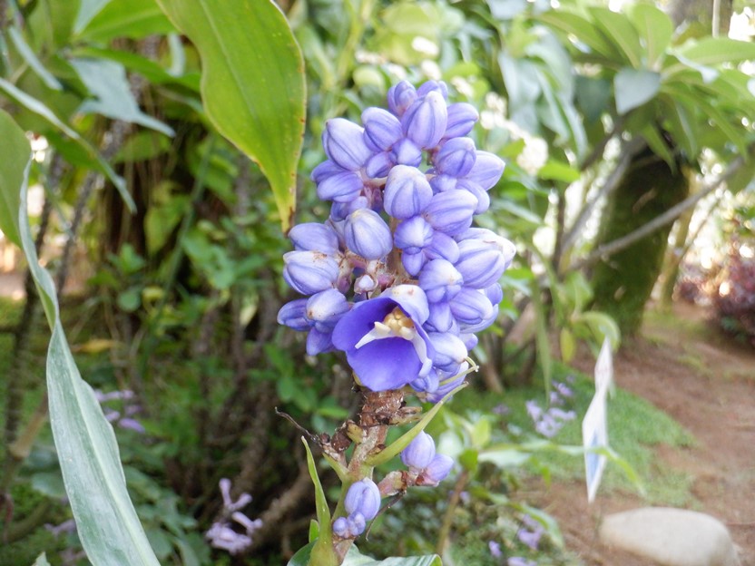 ディコリサンドラ