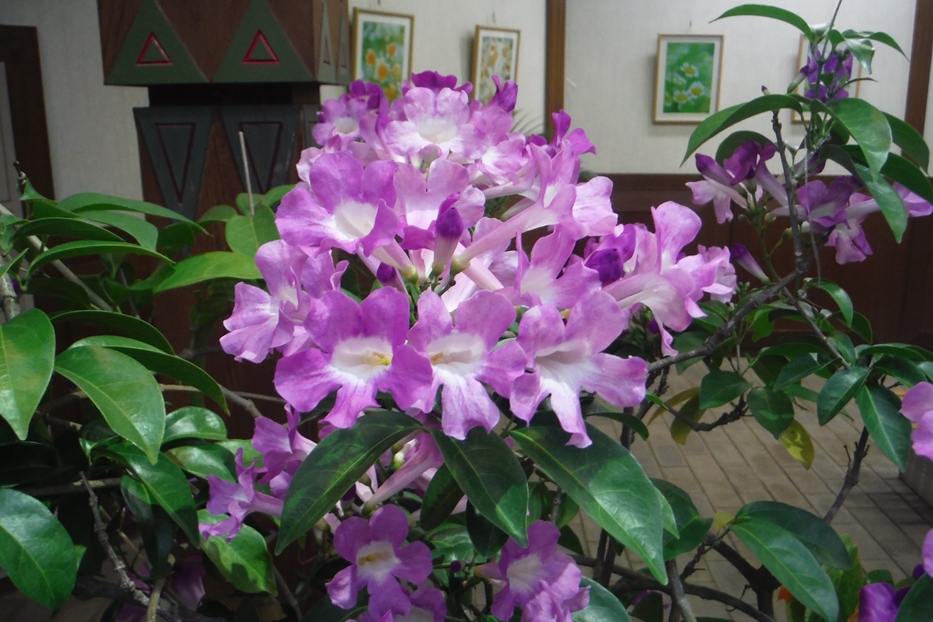 ニンニクカズラ