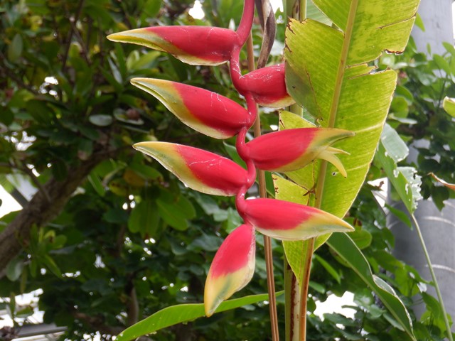 ヘリコニア・ロストラタ