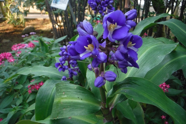 デイコリサンドラ