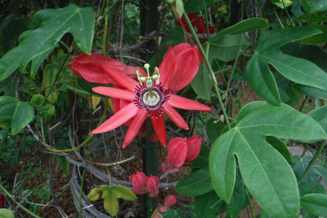 ホザキノトケイソウ