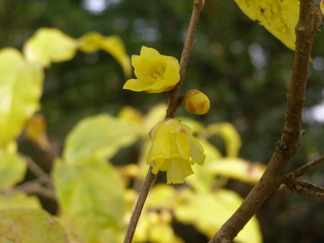 ソシンロウバイ