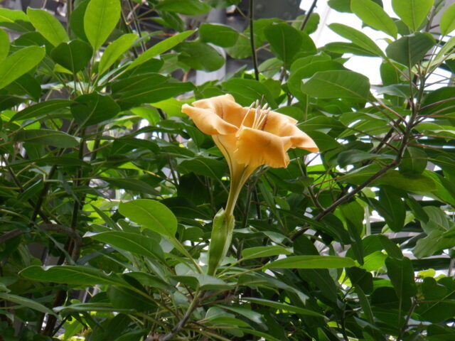 ウコンラッパバナ