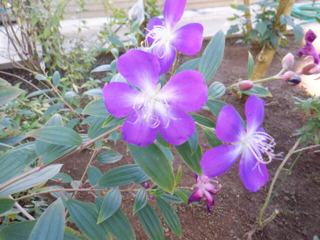 シコンノボタン