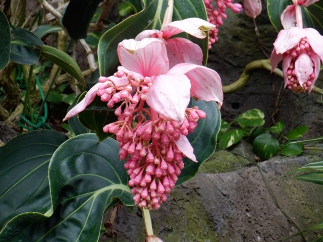 メディニラ・マグニフィカ