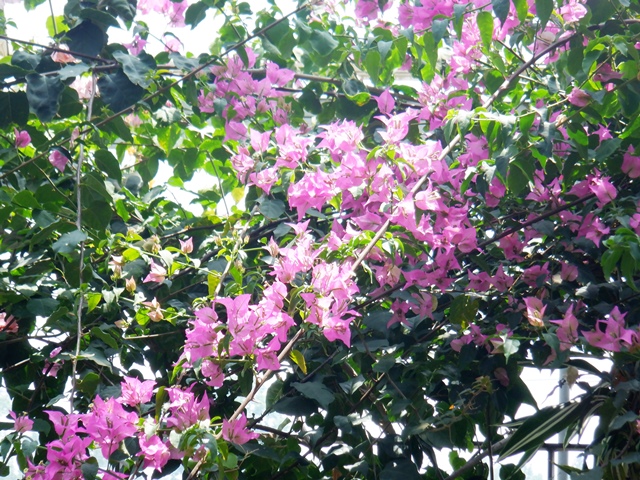 ブーゲンビレア