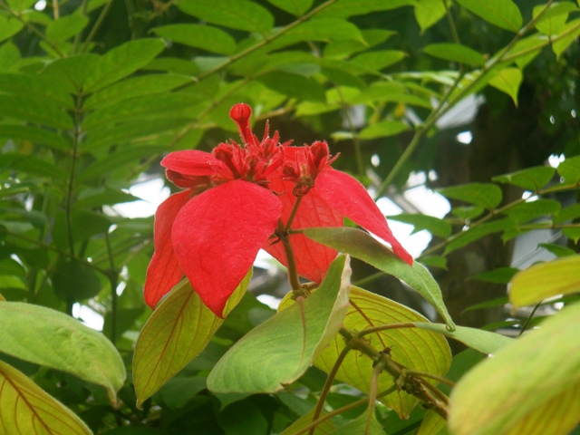 ヒゴロモコンロンカ